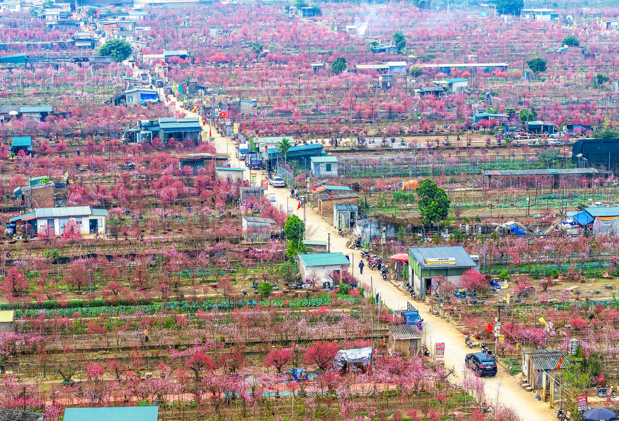 Vườn đào Nhật Tân – Sắc xuân Hà Nội - Tác phẩm đạt top 50 trong cuộc thi Vietnam Snap by Sony